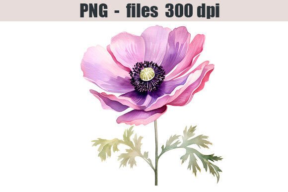 Anemone Flower Watercolor Clipart for Editorial & Web Design Illustrations