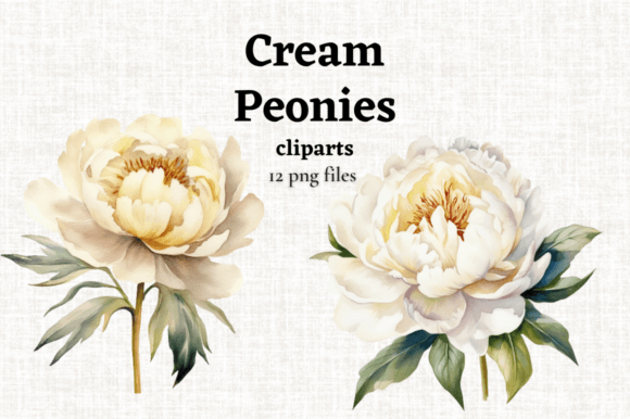 Watercolor Cream Peony Clipart 12 PNGs Illustrations