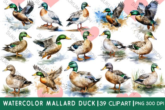 Watercolor Mallard Duck Clipart for Illustrations